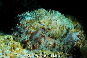 Octopus camouglage. by Ferdinando Meli 
